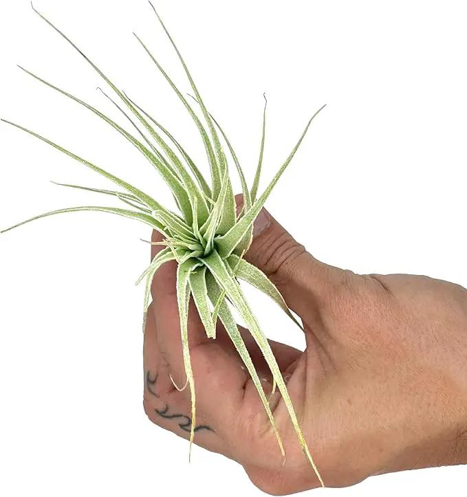 Live Air Plant - Tillandsia Gardneri 5-7” - ragnaroc Rare Collectors Indoor Tropical Plant - Live Arrival Guaranteed - House Plants for Home Decor & Gift by GreenHaven Gardens