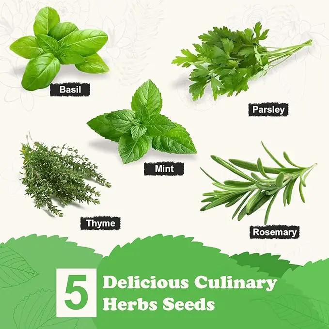 5 Herb Seeds Garden Starter Kit with Complete Planting Kit & Wooden Flower Box, Growing into Basil, Parsley, Rosemary, Thyme, Mint for Kitchen Windowsill Herb Garden DIY by GreenHaven Gardens
