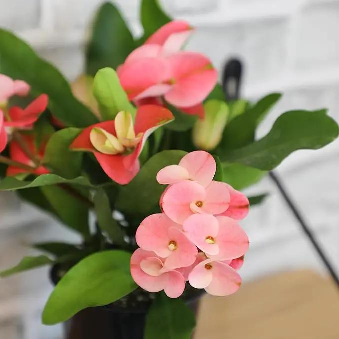 Euphorbia Crown of Thorns Plant Decor, Perennial Plants Ready to Plant, Cactus Plants Live Houseplants, Outdoor Plants Live House Plants Live Plants Indoor Plants Live Houseplants by Plants for Pets by GreenHaven Gardens