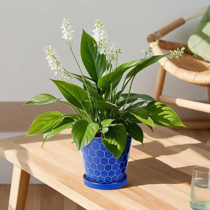 BUYMAX Plant Pots Indoor –6 inch Ceramic Flower Pot with Drainage Hole and Ceramic Tray - Gardening Home Desktop Office Windowsill Decoration Gift, Set of 2(Royal Blue) by GreenHaven Gardens