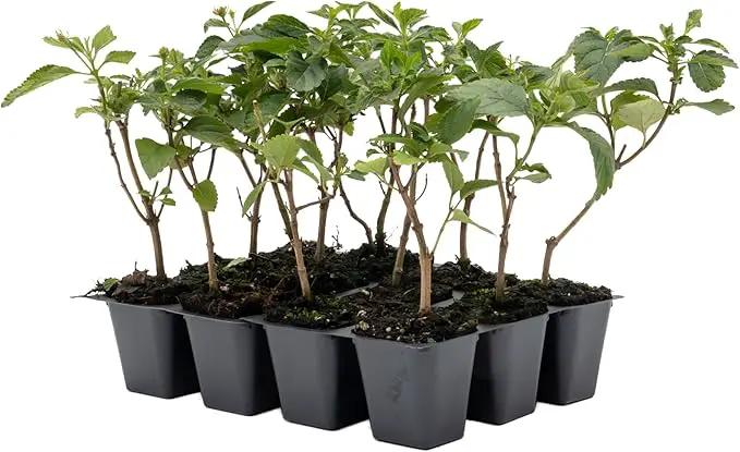 12 Dallas Red Lantana | Live Plants in 2.5-inch Nursery Cubes | Lantana Camara 'Dallas Red' Variety | Hardy Evergreen Perennial Shrub | Fiery Vibrant Blooms for Home & Garden by GreenHaven Gardens