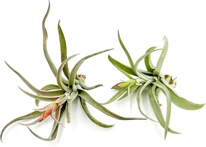 Air Plants - Flowering Tillandsia Harrisii, Large 3-5" - 2ct - Live Arrival Guaranteed - House Plants for Home Decor & Gift by GreenHaven Gardens
