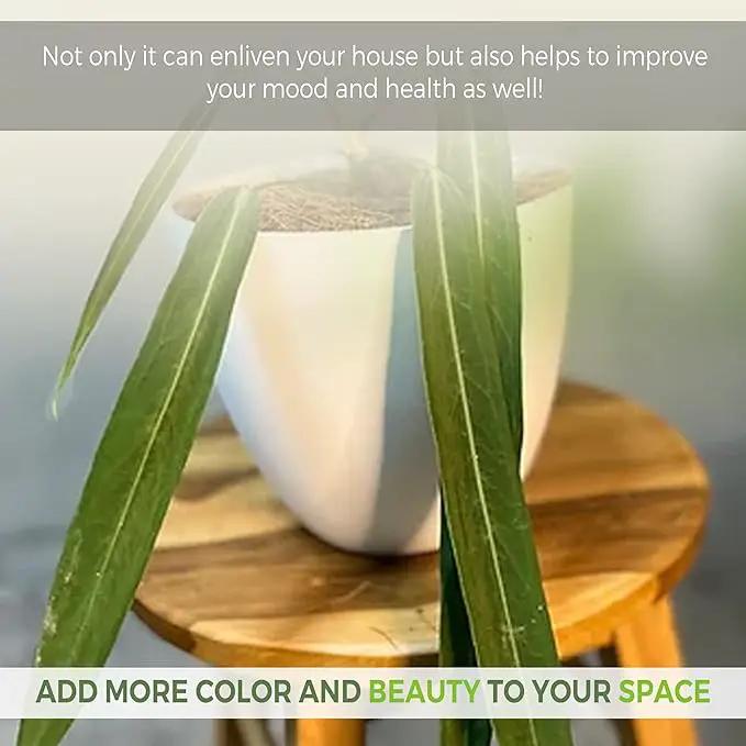 LEAL PLANTS ECUADOR Anthurium Pallidiflorum Live Plants| Green Live House Plant for Indoors|Rare and Exotic Indoor Plants for Living Room|Anthuriums Live Plants |Pallidiflorum Live Heart Plant by GreenHaven Gardens
