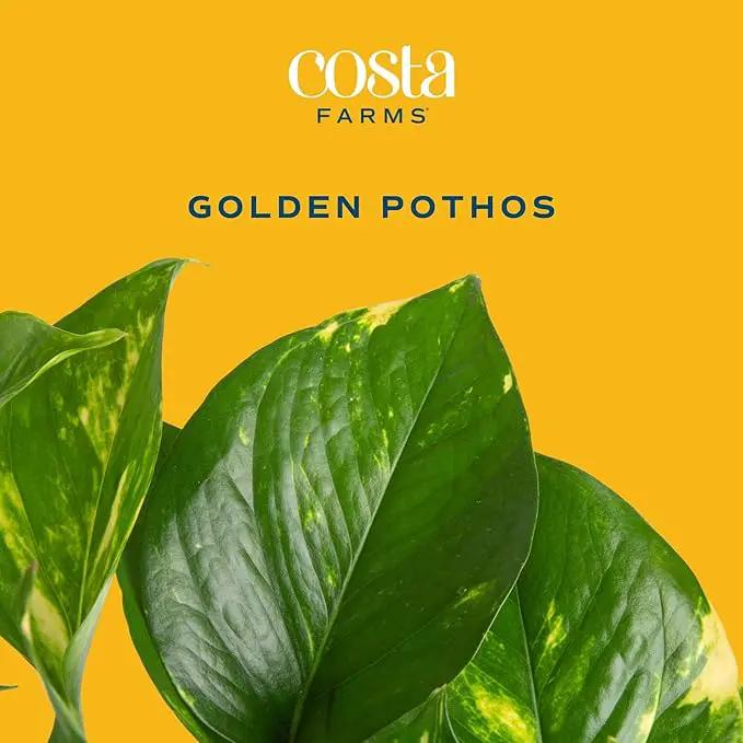 Costa Farms Golden Pothos Live Plant, Easy Care Indoor House Plant in Modern Decor Planter Pot, Potting Soil, Natural Air Purifier Houseplant, Housewarming Gift, Home Decor, Room Decor, 10-Inches Tall by GreenHaven Gardens