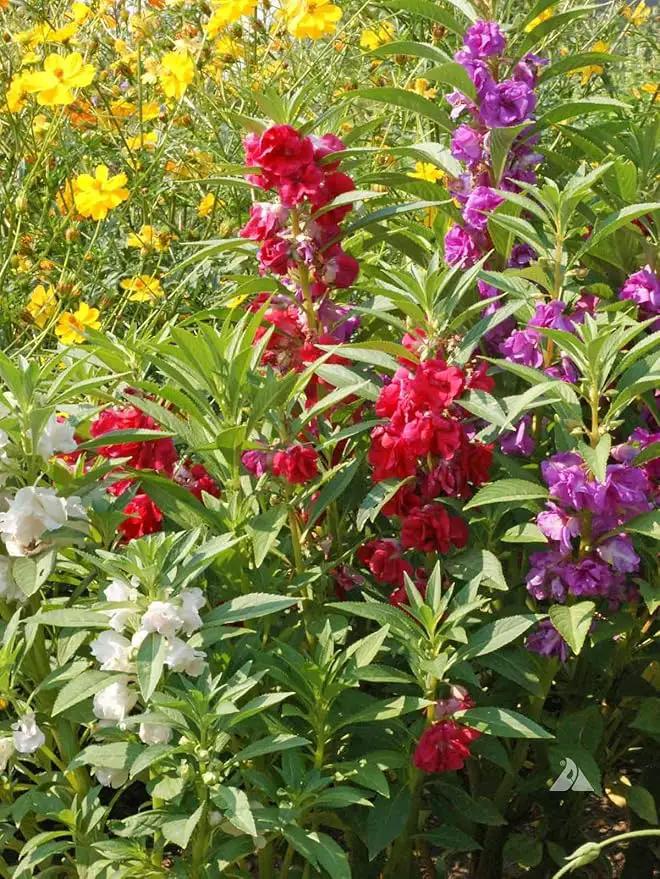 Premium Balsam Camellia Potting Soil Mix - Perfect Balance of Nutrients, Drainage, and Aeration for Thriving Blooms - 4 Quart by GreenHaven Gardens
