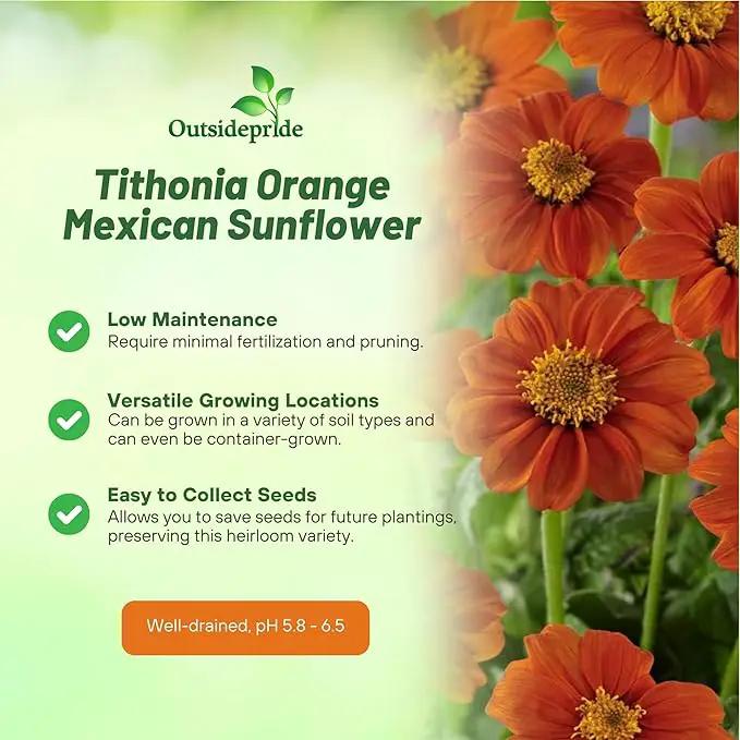 Outsidepride Goldfinger Mexican Sunflower Seeds - 1000 Pcs Annual, Easy-to-Grow, Orange Tithonia Speciosa Flower Seeds w/Drought-Tolerant Blooms for Pollinator Gardens & Vibrant Summer Landscaping by GreenHaven Gardens