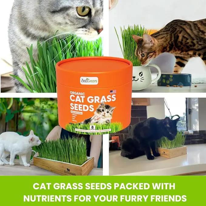 ZESTIGREENS Organic Cat Grass Seeds - Non-GMO Blend of Wheat, Oats, Rye & Barley for Indoor Cats | Seeds Come in Food Grade Container with Lid for Easier Scooping & Keeping Fresher (0.5 lb) by GreenHaven Gardens