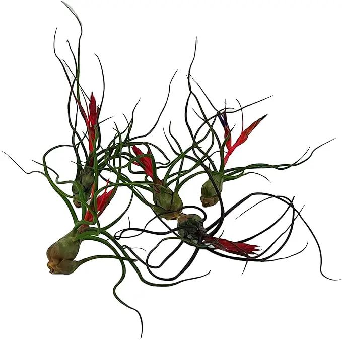 Air Plants - Flowering Tillandsia Bulbosa Guatemala, Large 3-5" - 5ct - Live Arrival Guaranteed - House Plants for Home Decor & Gift by GreenHaven Gardens