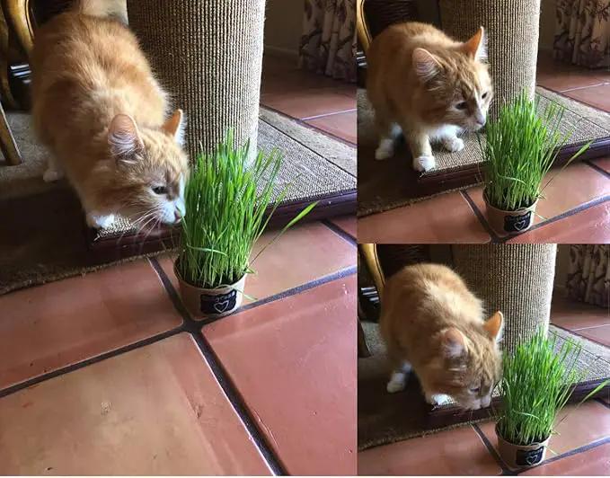 Easy Cat Grass Kit (3 Pack) Just Add Water. Includes Certified Organic Non GMO Wheatgrass Seed, Fiber Soil, Cups Chalkboard Labels. Your Pets Will Love This by GreenHaven Gardens