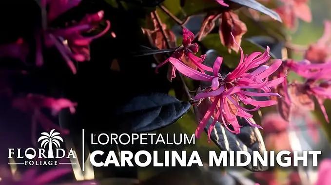 Loropetalum Carolina Midnight | 40 Live Plants | Loropetalum Chinense | Purple Foliage Shrub | Ornamental Landscape Bush | Fast Growing Plants by GreenHaven Gardens