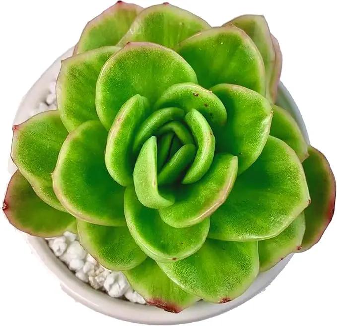 FWPP Succulents Plants Live,Echeveria ice Rose Variegated 3.5 inches Green Mini Indoor Plants,Bare Root Without Pot Soil,Live Plants for Gift Party Wedding Garden Baby Shower DIY Decor by GreenHaven Gardens