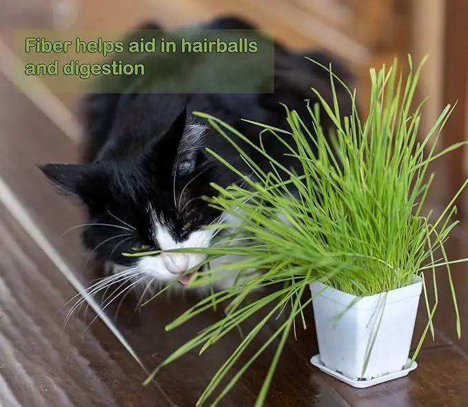 Cat Grass Refill Kit, Includes Seeds and Peat Soil Pellets, 3 Pack, Certified Organic (3 Seed Packs) by GreenHaven Gardens