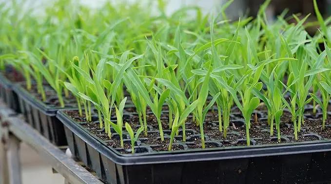 Gardzen Seed Starter Tray, 5 Pack Smiling Face Plant Germination Trays with Total 350-Cell, Seed Starter Kit with Humidity Vented Domes and Bases for Starting Vegetable Flower Herb Seeds 18" x 14" by GreenHaven Gardens