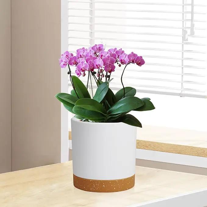 3 Pack 6/5/4 inch Cylindrical Flower Pots, Modern Small Round Plastic Plant Pots with Drainage Holes & Saucers, Clean and Refined Planter Pots for Outdoor, Indoor & Office Decor (White Brown) by GreenHaven Gardens