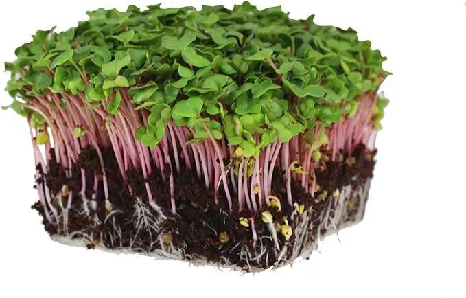 Radish Sprouting Seed - Red Arrow Variety - 5 Lb Bulk Seed - Heirloom Radish Sprouts - Non-GMO Sprouting and Micro Radishes by GreenHaven Gardens