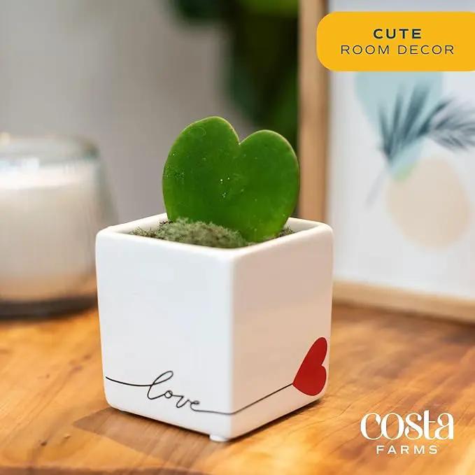 Costa Farms Hoya Heart Live Plant, Succulent-Like Houseplant in Cute Love Decor Plant Pot, Potting Soil, Live Plants Room Décor, Valentine's Day Gift For Mom, Birthday, Tabletop Size, 5-Inches Tall by GreenHaven Gardens