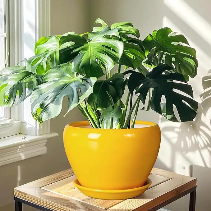 Ceramic Planter - 10 Inch Plant Pot for Indoor Outdoor Plants Glaze Modern Round Planter with Drainage Hole and Saucer for Garden Office Home Room Patio Decor, Yellow by GreenHaven Gardens