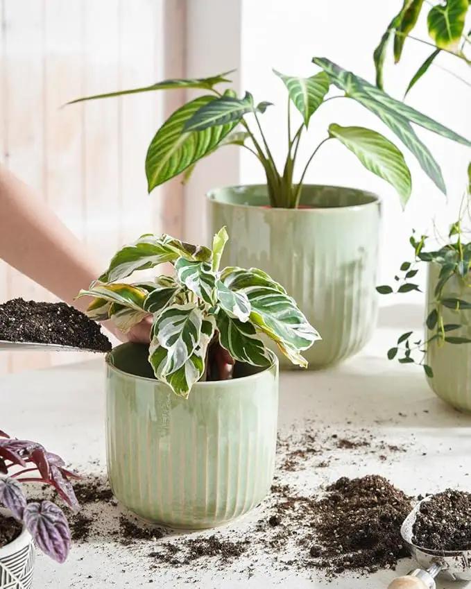 LE TAUCI Ceramic Planters, 8.3+6.9+5.7 Inch Plant Pots for Indoor Plants, Set of 3 Flower Pot with Drainage Holes, Large Round Planters Pot for Indoor House Plants, Reactive Glaze Sage Green by GreenHaven Gardens