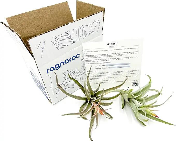 Air Plants - Flowering Tillandsia Harrisii, Large 3-5" - 2ct - Live Arrival Guaranteed - House Plants for Home Decor & Gift by GreenHaven Gardens