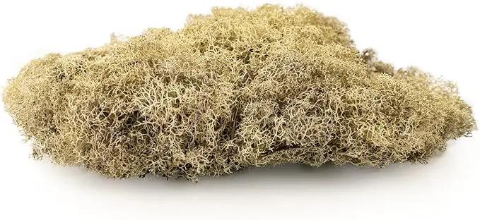 Premium Preserved Reindeer Moss for Potted Plants, Terrariums, Fairy Gardens, Arts and Crafts or Floral Decor Design in Natural (20 Quart) by GreenHaven Gardens