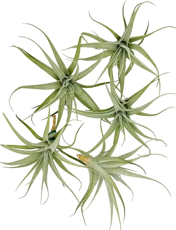 Live Air Plants - Tillandsia Albida 3-5" - 5ct – ragnaroc Live Indoor Plant - Live Arrival Guaranteed - House Plants for Home Decor & Gift by GreenHaven Gardens