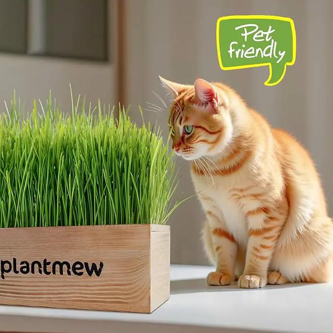 Organic Cat Grass Kit for Indoor Cats - 3 Pack with Cat Grass Seeds, Nutrient Soil & Planter Pots | Complete Growing Set for Fresh Pet Grass (Non-GMO Wheat Grass) by GreenHaven Gardens