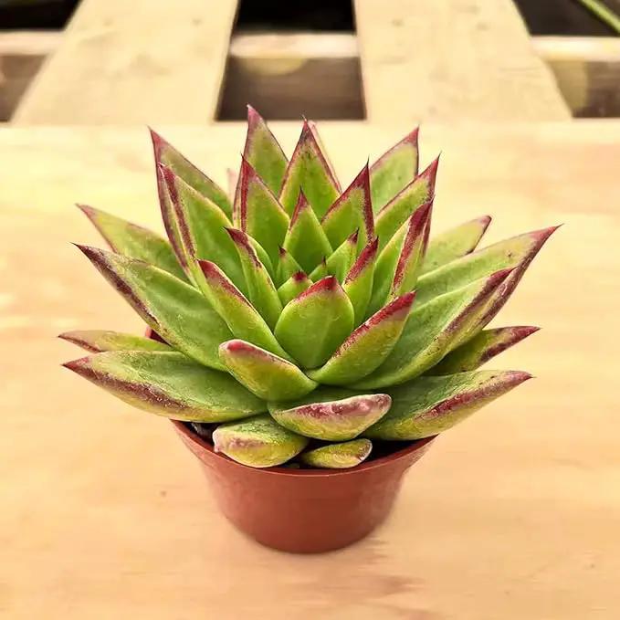 4-inch Succulent Echeveria agavoides 'Lipstick', Live Succulents Plants Fully Rooted in Pots with Soil, Easy-Care House Plants for DIY, Home Office Decoration by GreenHaven Gardens