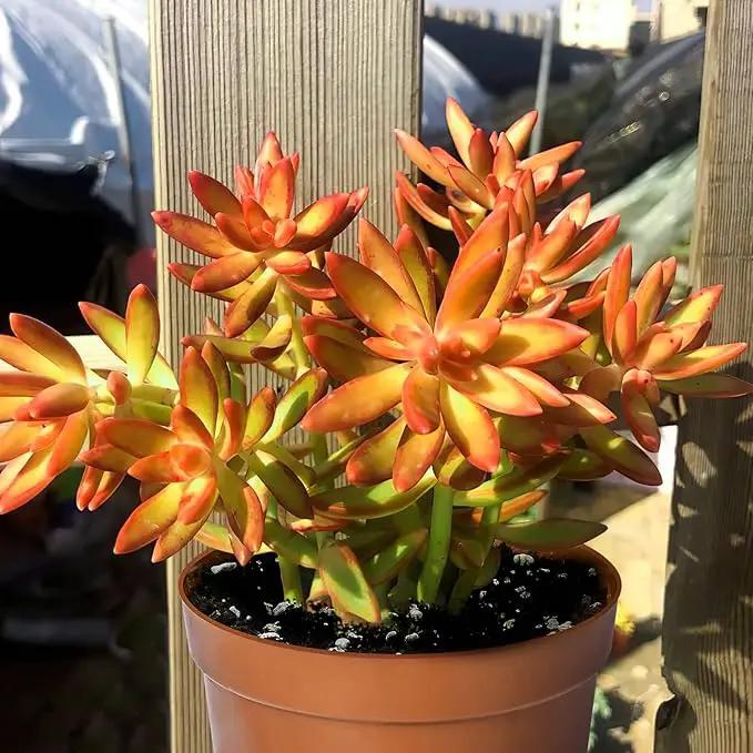 Live Succulents Sedum Adolphi 'Firestorm' (4-inch), Succulent Plants Fully Rooted in Pots with Soil, Easy-Care House Plant for DIY, Home Office Decor, Wedding Party Favor by GreenHaven Gardens