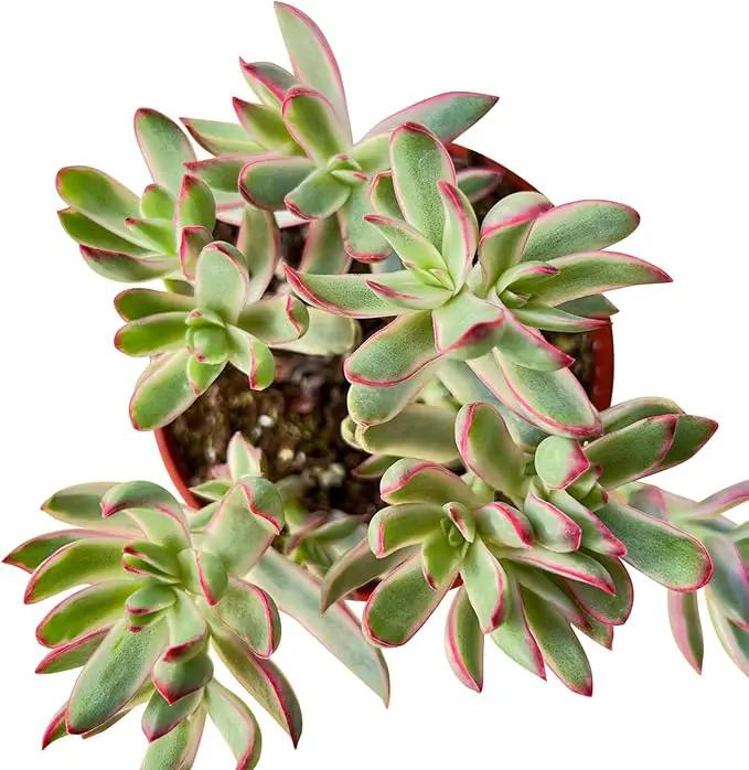 4-inch Succulent 'Candycane', Live Succulents Plants Fully Rooted in Pots with Soil, Easy-Care House Plants for DIY, Home Office Decoration by GreenHaven Gardens