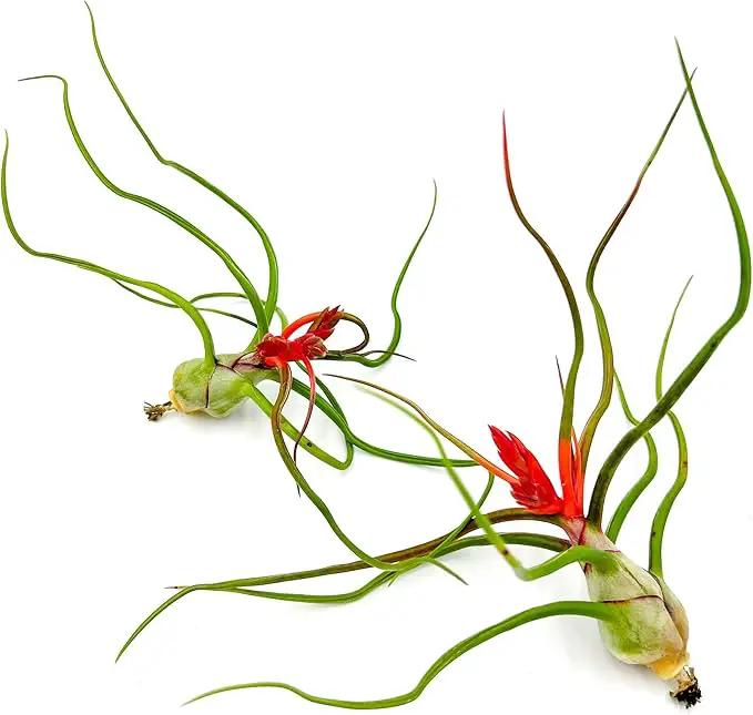 Air Plants - Flowering Tillandsia Bulbosa Belize, Giant 7-9" - 2ct - Live Arrival Guaranteed - House Plants for Home Decor & Gift by GreenHaven Gardens