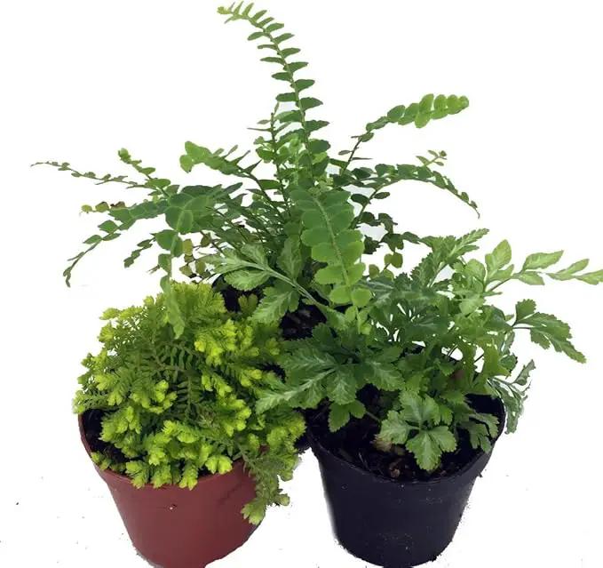 Hirt's Terrarium Kit with 3 Live Mini Ferns in 2" Pots by GreenHaven Gardens