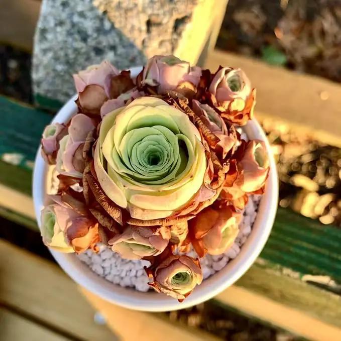FWPP Live Succulent Plants Echeveria Mountain Rose,Mini 3 Inches Succulents Live House Plants,Bare Root Without Pot Soil,Live Plants Indoor for Gift Party Wedding Garden Baby Shower DIY Decor by GreenHaven Gardens