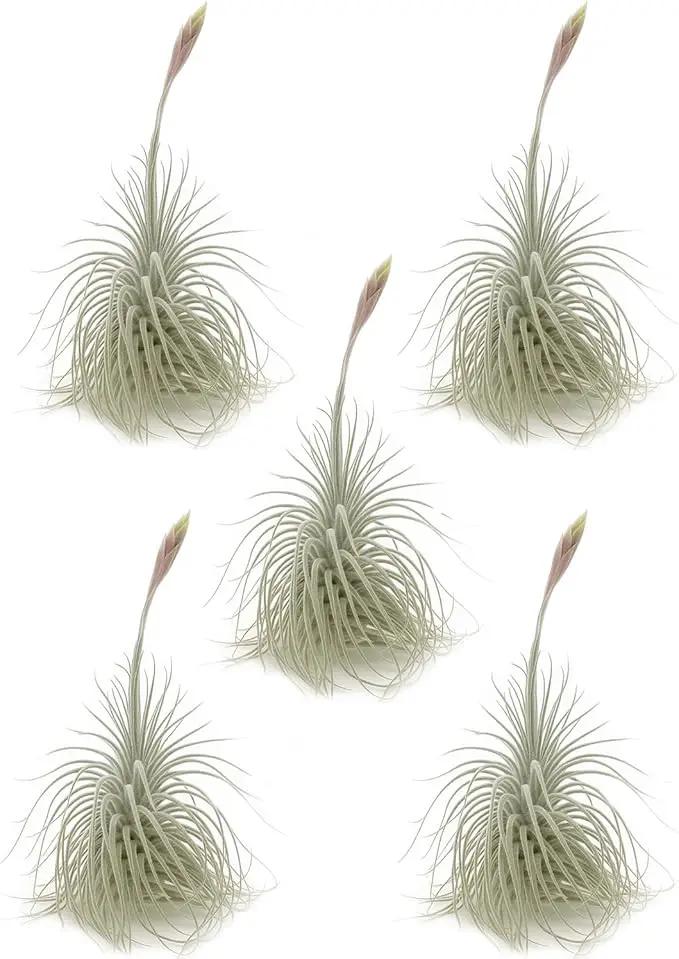 Live air Plant - Tillandsia Tectorum Air Plant 4-6" – 5ct – Unique Shape with Silvery Fuzz – Low Maintenance Houseplant – Perfect for Decor, Terrariums, Gifts - Live Arrival Guaranteed by GreenHaven Gardens