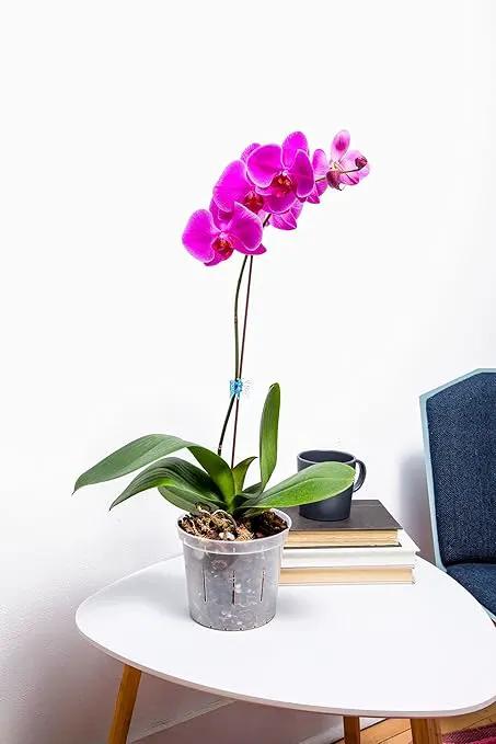 rePotme Orchid Food - Feed ME! MSU Orchid Fertilizer - RO/Rain/Tap Water (8 oz) by GreenHaven Gardens
