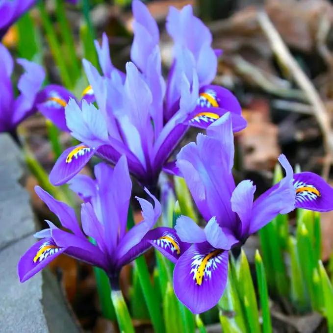 Wild Iris (Iris missouriensis) Seeds | 400+ Non-GMO Wildflower Seeds for Pollinators, Perennial Flowers for Meadows, Gardens by GreenHaven Gardens