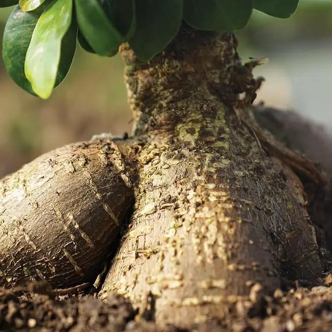 Brussel's Bonsai Live Ginseng Grafted Ficus Bonsai Tree Kit - Small Indoor Bonsai Ficus Tree - Bonsai Kit with Ceramic Bonsai Pot and Bonsai Soil by GreenHaven Gardens