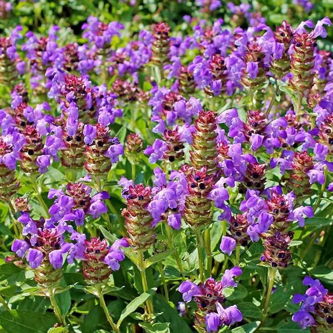 Premium Prunella Vulgaris Seeds - 700+ Non-GMO Self Heal Herb Seeds for Planting - Heirloom Medicinal Herb, Attracts Pollinators - Easy to Grow for Garden, Indoors or Outdoors (Prunella vulgaris) by GreenHaven Gardens