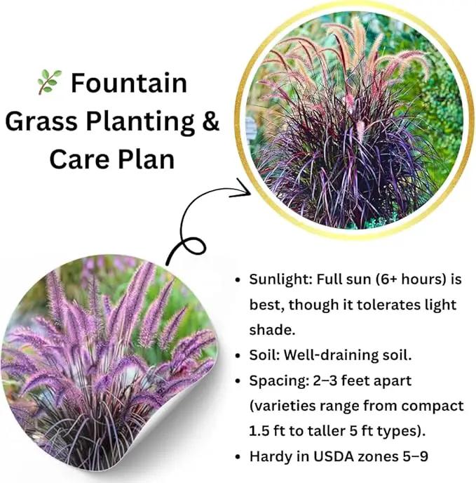 Pack 3 Fountain Grass Plants Live, 5-9 Inch Tall, Ornamental Grasses Live Plants Perennial, Well-Rooted Perennial Grass Clumps (Purple Fountain Grass) by GreenHaven Gardens