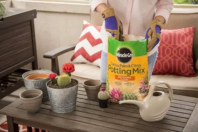 Miracle-Gro Cactus, Palm & Citrus Potting Mix, 8 qt. (3-Pack) by GreenHaven Gardens