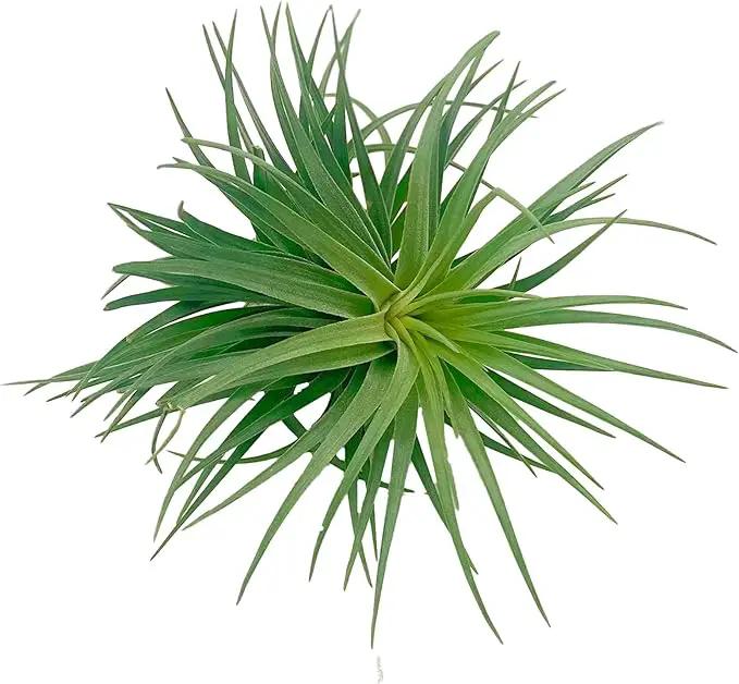 Air Plants - Flowering Tillandsia Pink Paske Large 5" - 1ct - Live Arrival Guaranteed - House Plants for Home Decor & Gift by GreenHaven Gardens