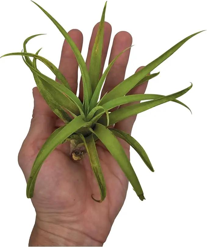 Air Plants - Tillandsia Capitata (Peach), Large 5-7” - 1 ct - Live Arrival Guaranteed - House Plants for Home Decor & Gift by GreenHaven Gardens