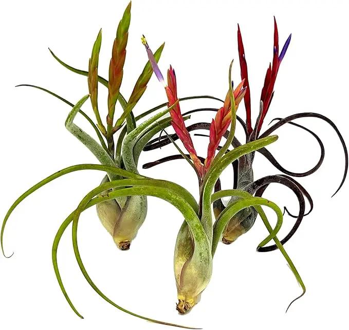 Air Plants - Flowering Tillandsia Caput Medusae, Large 5-7" - 3ct - Live Arrival Guaranteed - House Plants for Home Decor & Gift by GreenHaven Gardens