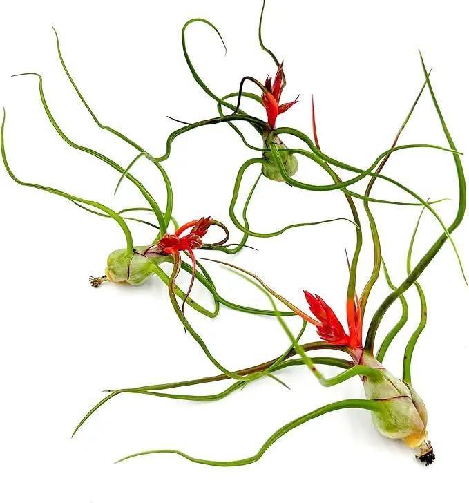 Air Plants - Flowering Tillandsia Bulbosa Belize, Giant 7-9" - 3ct - Live Arrival Guaranteed - House Plants for Home Decor & Gift by GreenHaven Gardens