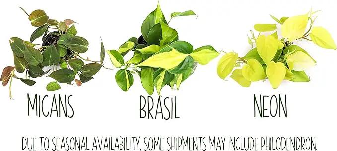 Live Pothos Plants (4PK) Indoor Plants Live Houseplants, Pothos Live Plant House Plants, Money Plant Indoor Pothos Plant Decor, Devils Ivy Trailing Plants Live by Plants for Pets,Black by GreenHaven Gardens