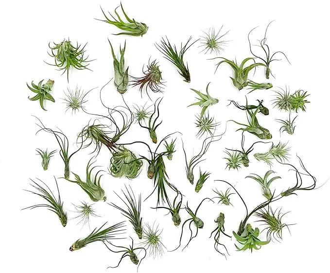 Air Plants Bulk - Tillandsia Variety Wholesale Pack, Regular 1-3" - 50ct - Live Arrival Guaranteed - House Plants for Home Decor & Gift by GreenHaven Gardens