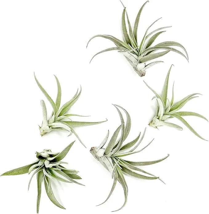 Air Plants - Flowering Tillandsia Harrisii, Large 3-5" - 5ct - Live Arrival Guaranteed - House Plants for Home Decor & Gift by GreenHaven Gardens
