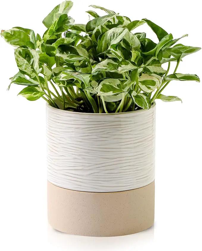 Nihow Self Watering Plant Pot: 6 Inch Ceramic Planter with Drainage Hole & Water Storage Plus for Indoor & Outdoor Plants - Cylinder Round Flower Pot for Succulent/Herbs/Violets - Cream White & Brown by GreenHaven Gardens