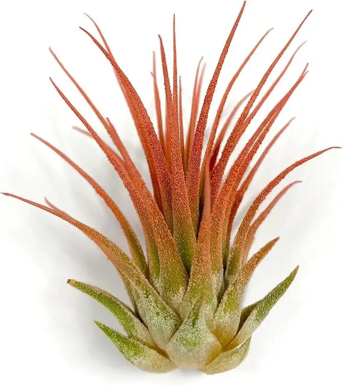 Ionantha Guatemala Tillandsia Air Plant, Guatemala Tillandsia Live Airplant, Healthy Arrival Guaranteed, Great Indoor Plant, Home Decor & Gift (Peach) by GreenHaven Gardens