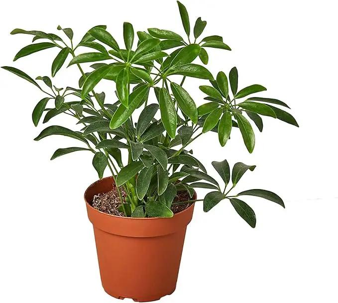 Umbrella Plant Premium Potting Mix - Experience The Difference of Hand-Mixed Quality and Natural Ingredients - 4 Quart by GreenHaven Gardens