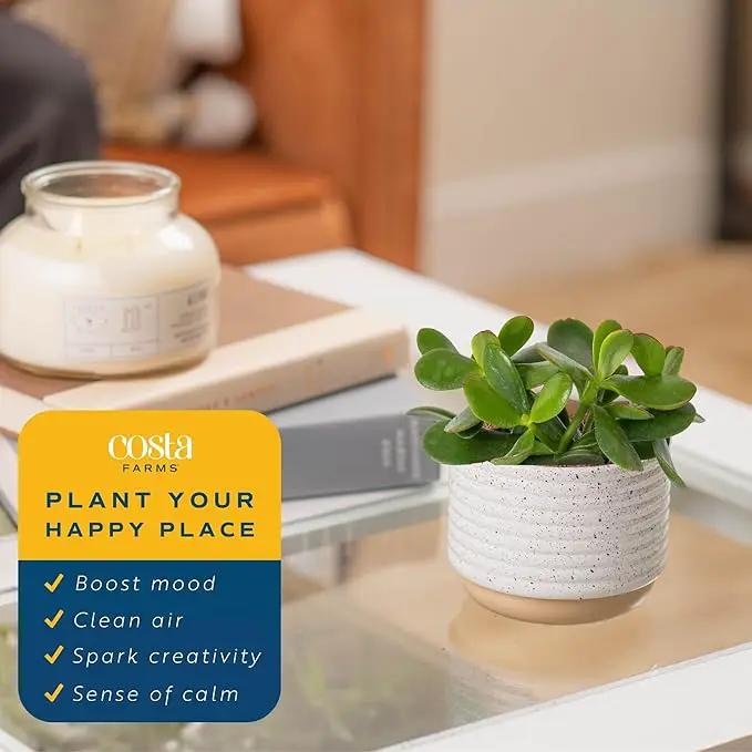 Costa Farms Succulent Live Plant, Jade Plant, Potted in Modern Decor Planter with Potting Soil Mix, Beautiful Room or Office Decor, Housewarming, Birthday Gift, 6-Inches Tall by GreenHaven Gardens